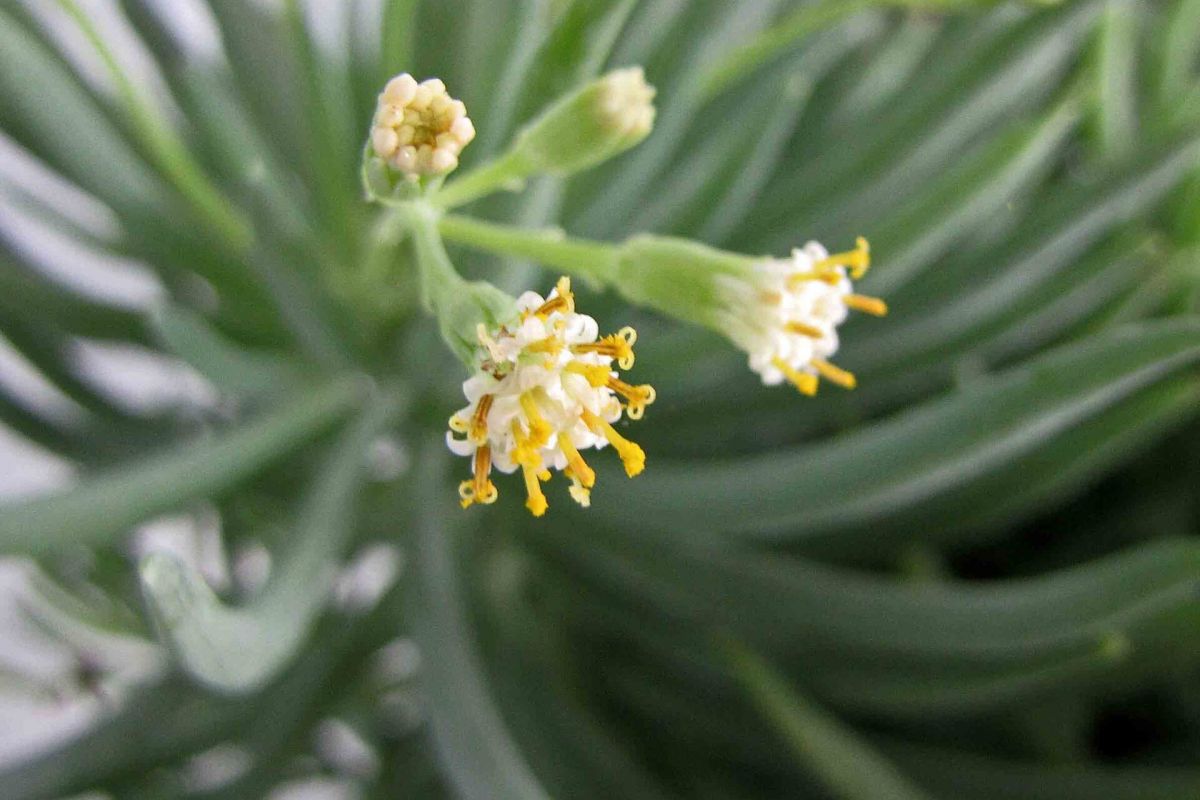 Close-up of green succulent, a perfect low-water perennial with small white and yellow flowers blooming.