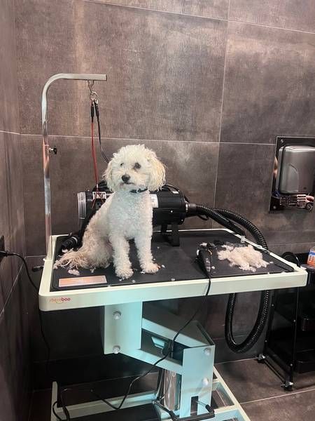 A small white dog sits on a grooming table with fur clippings and grooming tools around.