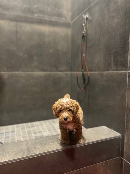 Small curly brown dog stands on a tiled ledge in a dark, tiled bathroom, near a shower leash.