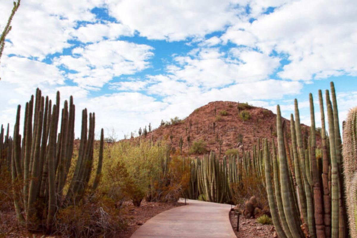 A paved path winds through tall cacti in desert splendor at the Desert Botanical Garden under a partly cloudy sky.