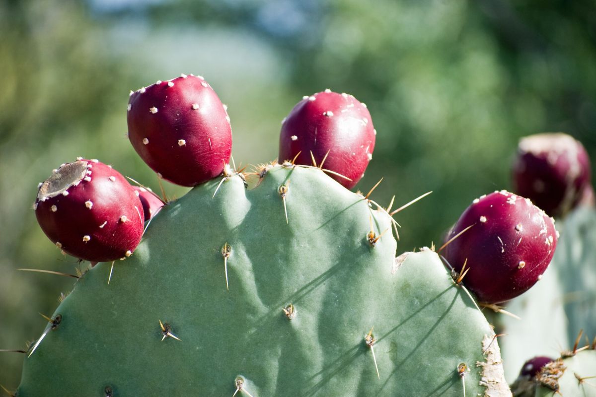 Close-up of a Sonoran prickly pear cactus, its green pads topped with ripe, red fruits bursting with fall flavors.