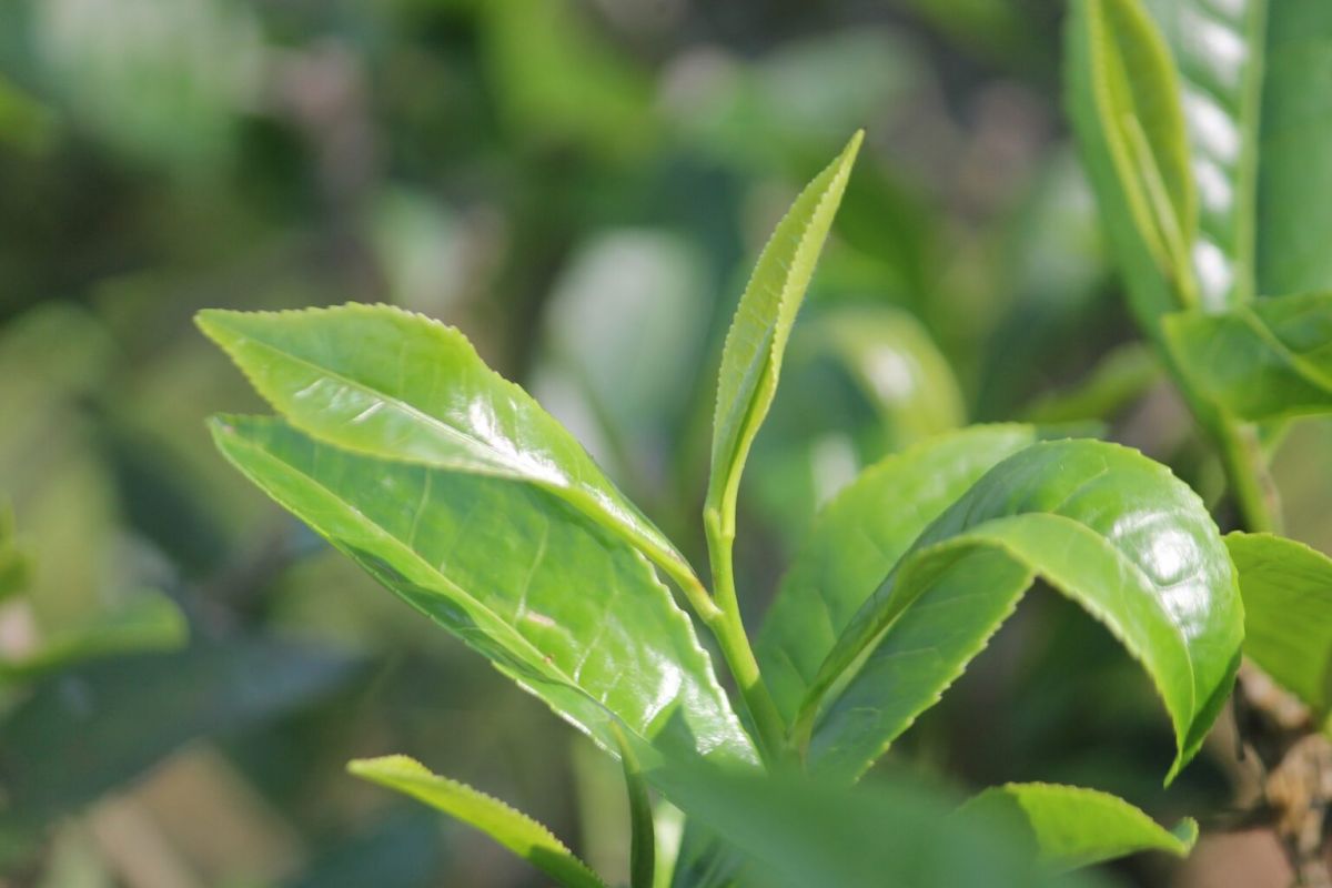 Close-up of fresh, green tea leaves with a blurred background, showcasing the wellness benefits of tea.