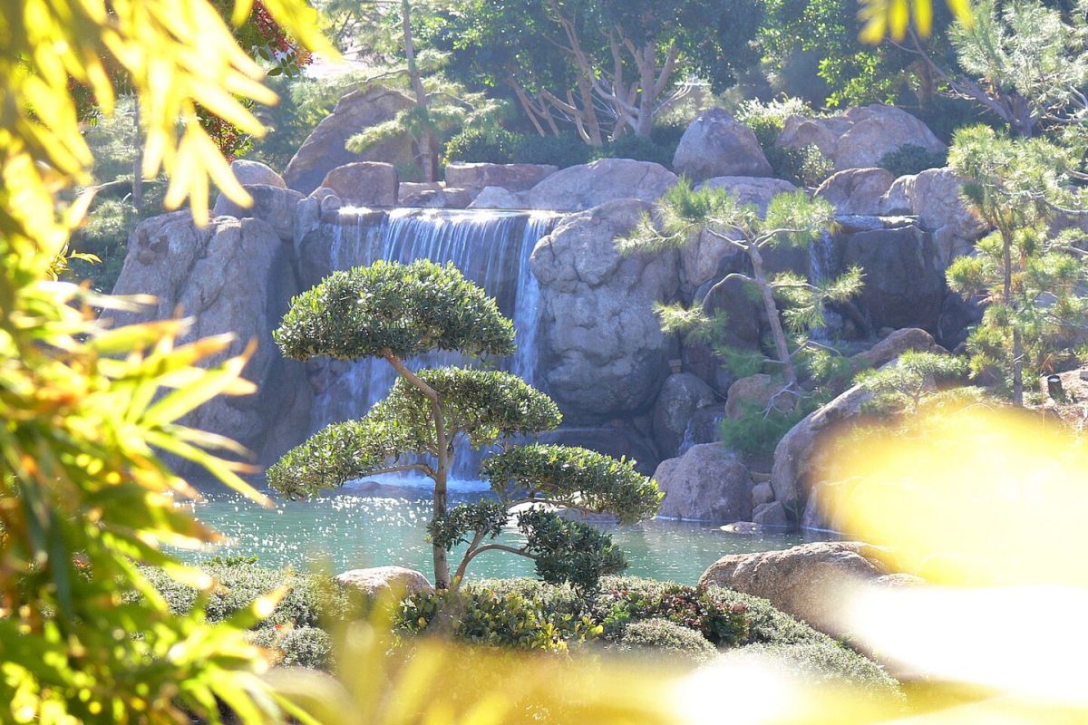 A small waterfall flows into a pond behind a manicured tree, radiating tranquility in Phoenix's lush Japanese Friendship Garden.