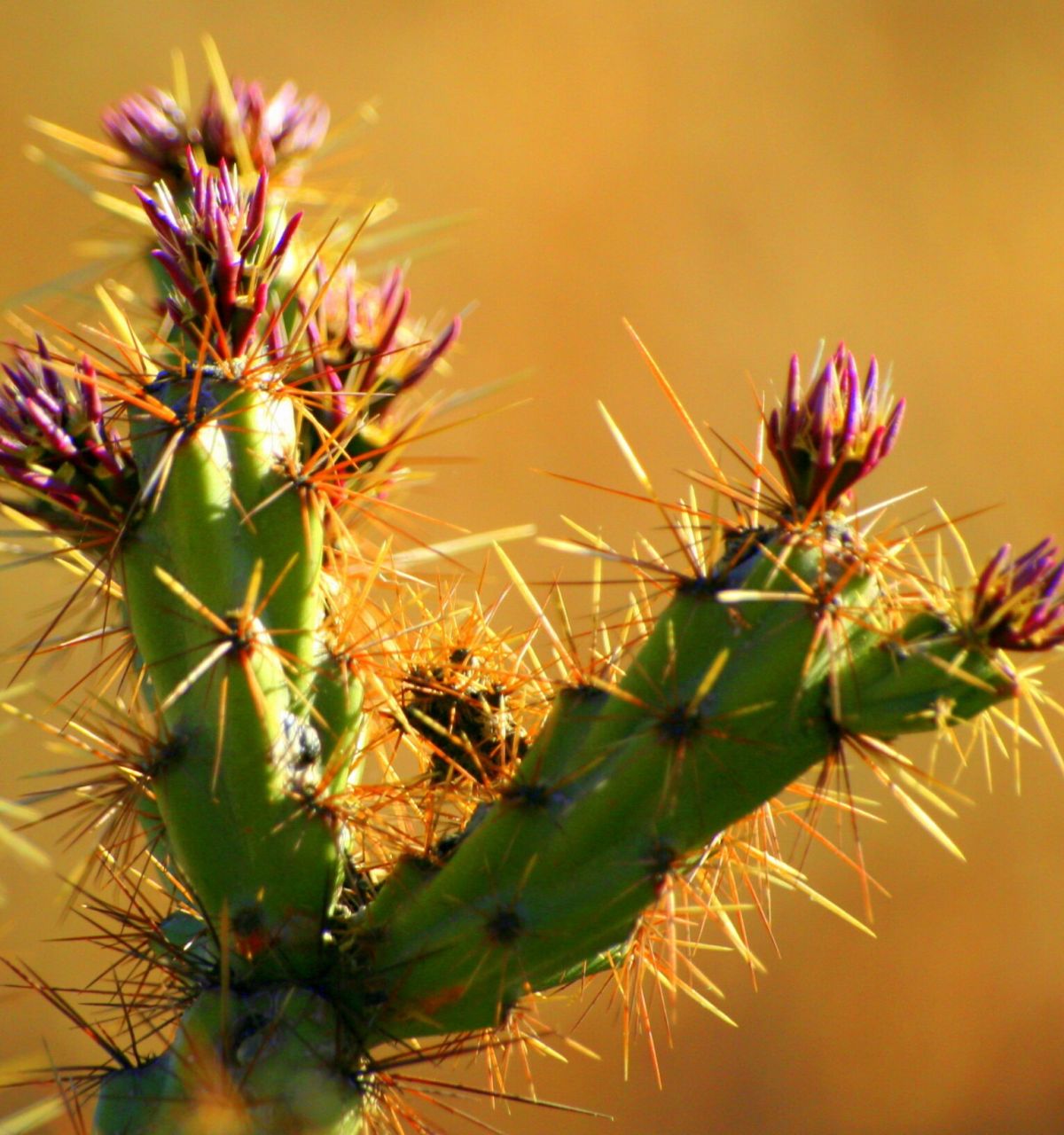 Close-up of a green cactus with purple-tipped buds and long yellow spines, capturing Scottsdale's vibrant Spring Desert Blooms.
