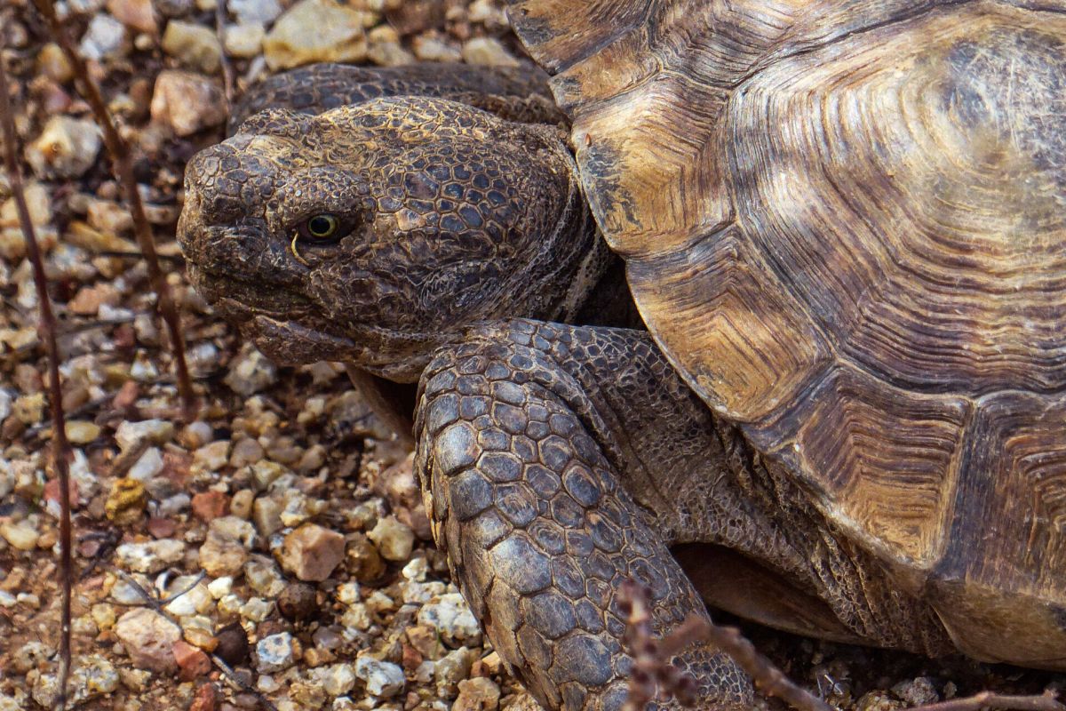 A close-up of a tortoise exploring rocky ground, its head and front leg visible next to its shell amid nature’s wonders.