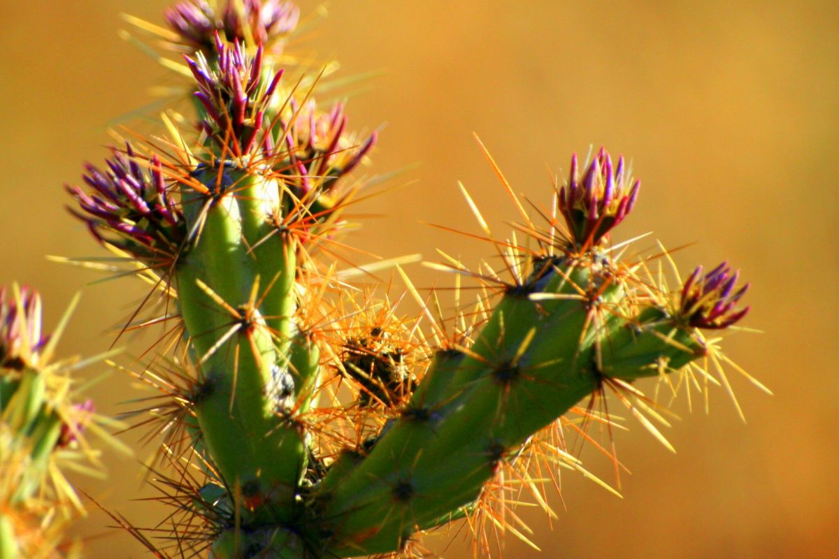 Close-up of a green cactus with purple-tipped buds and long yellow spines, capturing Scottsdale's vibrant Spring Desert Blooms.