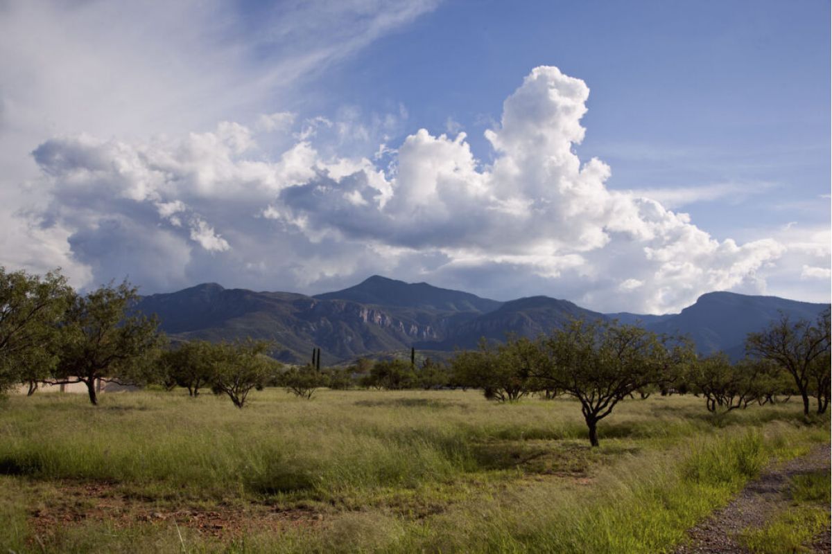 Grassy field with scattered trees, distant mountains, and dramatic clouds set for the 2025 Cochise Cowboy Poetry Music Festival.
