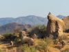 A hawk perches on a large rock in a dry, rocky desert near Scottsdale, with mountains rising in the background.