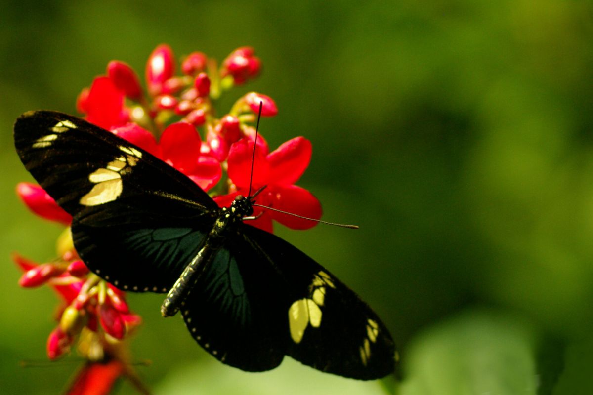 Black butterfly with yellow spots perched on red flowers, green background—spotted at Arizona Boardwalk over Memorial Day Weekend.