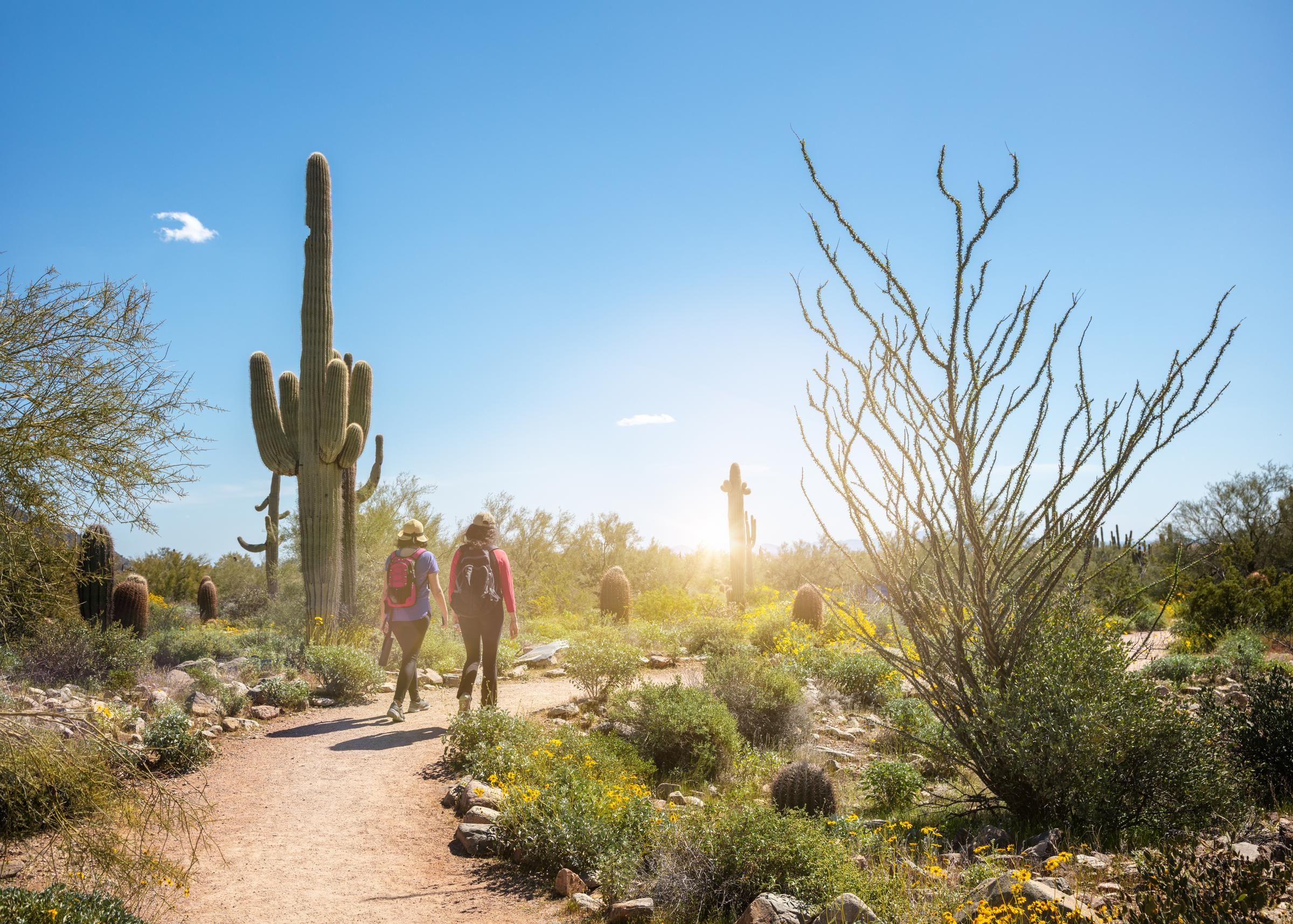 Optima Sonoran Village residents hiking on a desert trail surrounded by cacti and shrubs under a clear sunny sky.