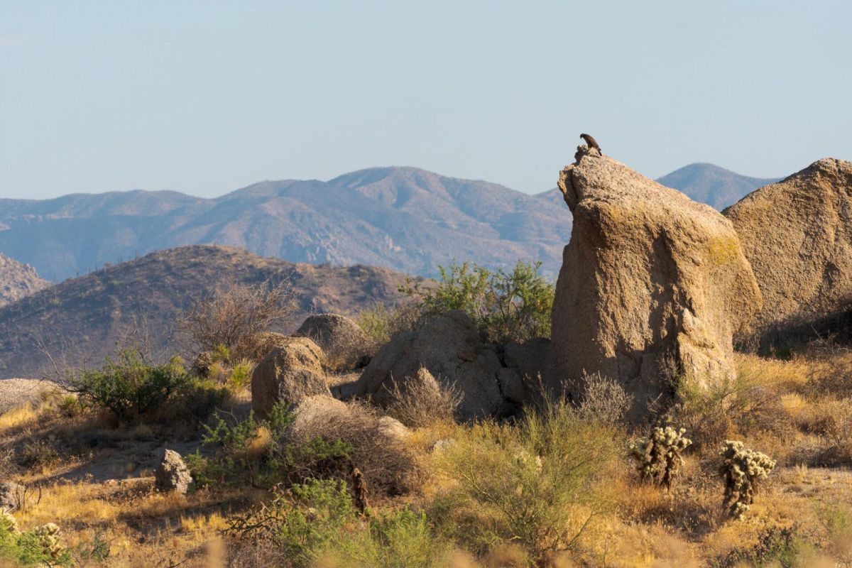 A hawk perches on a large rock in a dry, rocky desert near Scottsdale, with mountains rising in the background.