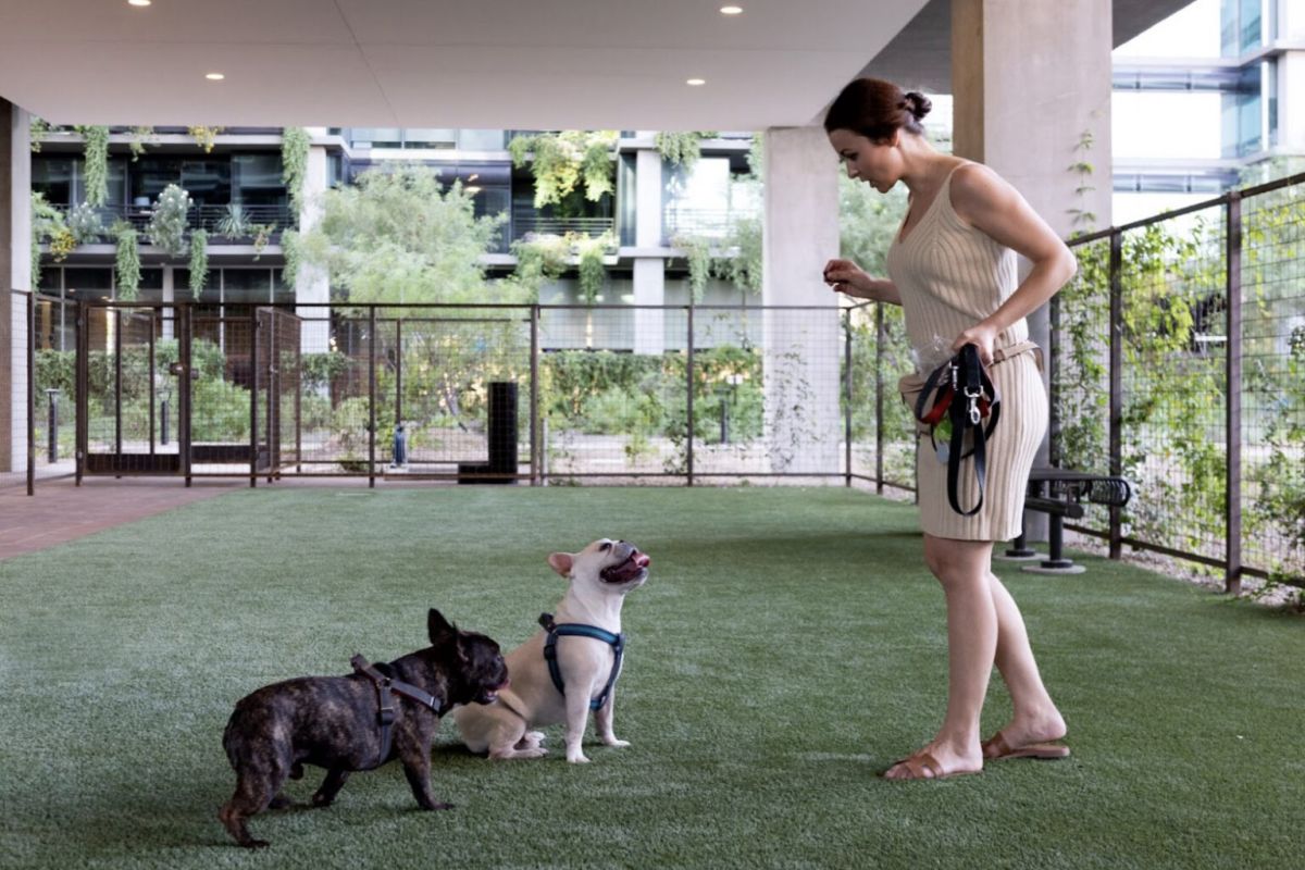 A woman in a dress trains two small dogs outdoors, helping her pets feel comfortable at home in the fenced grassy area.