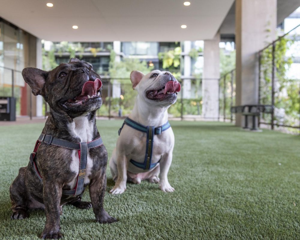 Two dogs wearing harnesses sit on artificial grass, both licking their noses in an outdoor area.