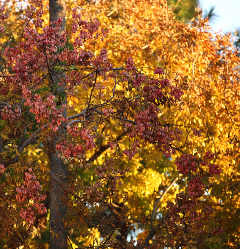 Branches with reddish leaves in the foreground evoke Fall Flavors, set against bright yellow autumn foliage in the Sonoran landscape.