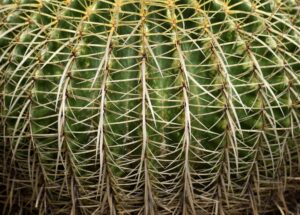 Close-up of a cactus, ideal for desert container ideas, showing its green surface and dense, sharp, yellowish spines in a crisscross pattern.